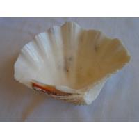 B. Passado - Concha Do Mar Natural Branca Suporte Em Madeira, usado comprar usado  Brasil 
