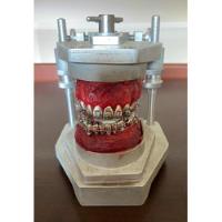 Typodont Ortodontia Estudo Com Dentes comprar usado  Brasil 