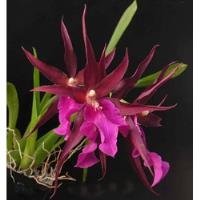 Orquídea Miltassia Vinho (adulta) comprar usado  Brasil 