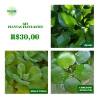 Kit Aguapé Alface D´agua Limnobium Laevigatum Plantas Flutua comprar usado  Brasil 