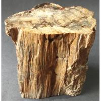 Tronco De Árvore De Madeira Fossilizada Petrificada 2 Kg. comprar usado  Brasil 