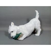 cachorro west highland white terrier comprar usado  Brasil 