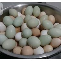Ovos Galados Perua, Marrecas, Galinhas Angola, Brahma, Índia comprar usado  Brasil 