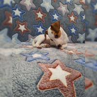 Última Fêmea Jack Russell Terrier comprar usado  Brasil 