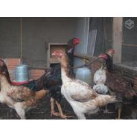 galinhas comprar usado  Brasil 