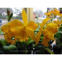 5 Orquídeas Cattleyas  (mudas) comprar usado  Brasil 