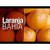 Laranja Bahia + Charmute + Kinkan ( Muda ) comprar usado  Brasil 