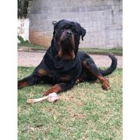 Rottweiler Filhote Focinho Curto Gigante Alemão comprar usado  Brasil 
